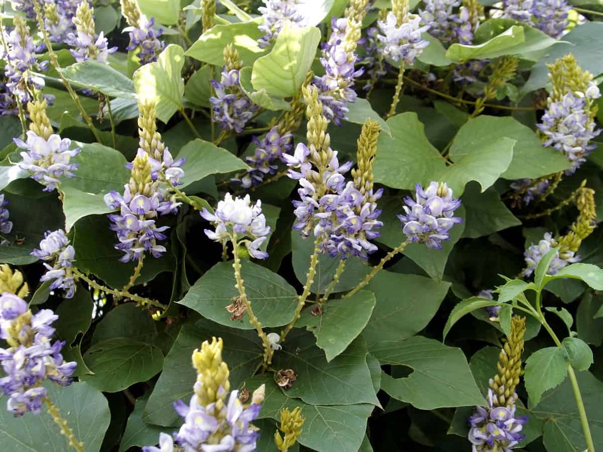 Kudzu vines, with their pretty flowers, are the most invasive plant in the United States.