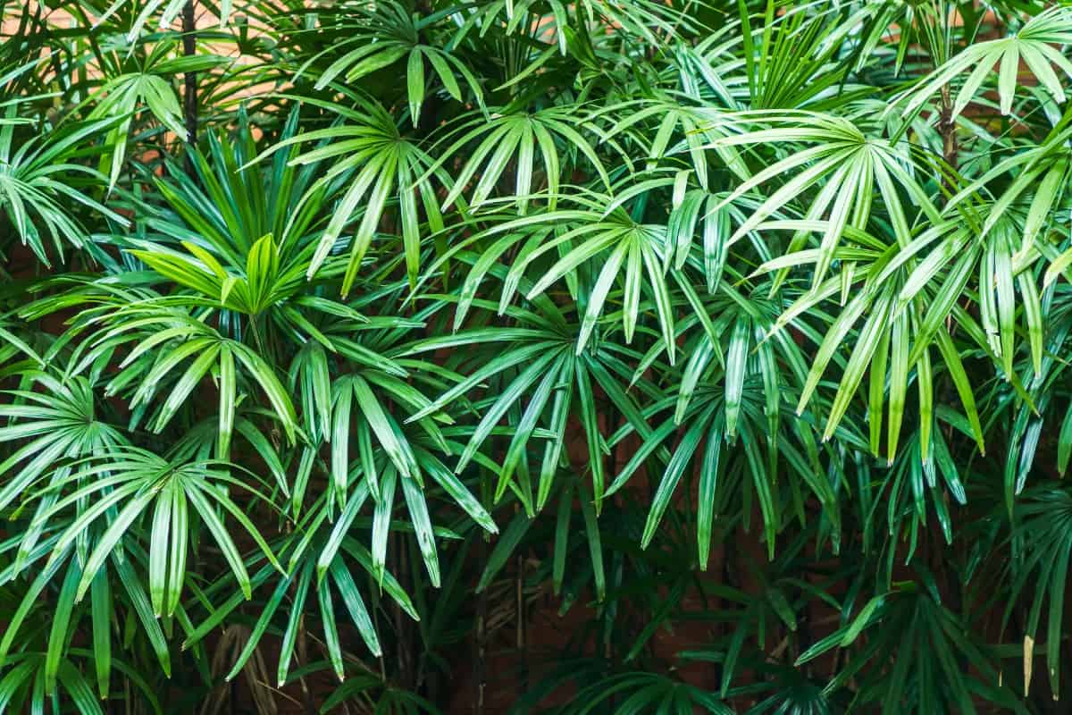 Lady palm trees are short evergreen specimens.