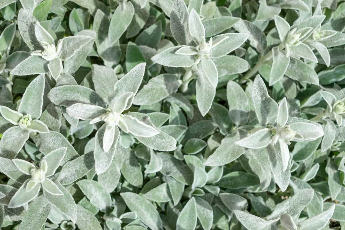 Lamb's ear is easily recognized by its silvery, fuzzy leaves.