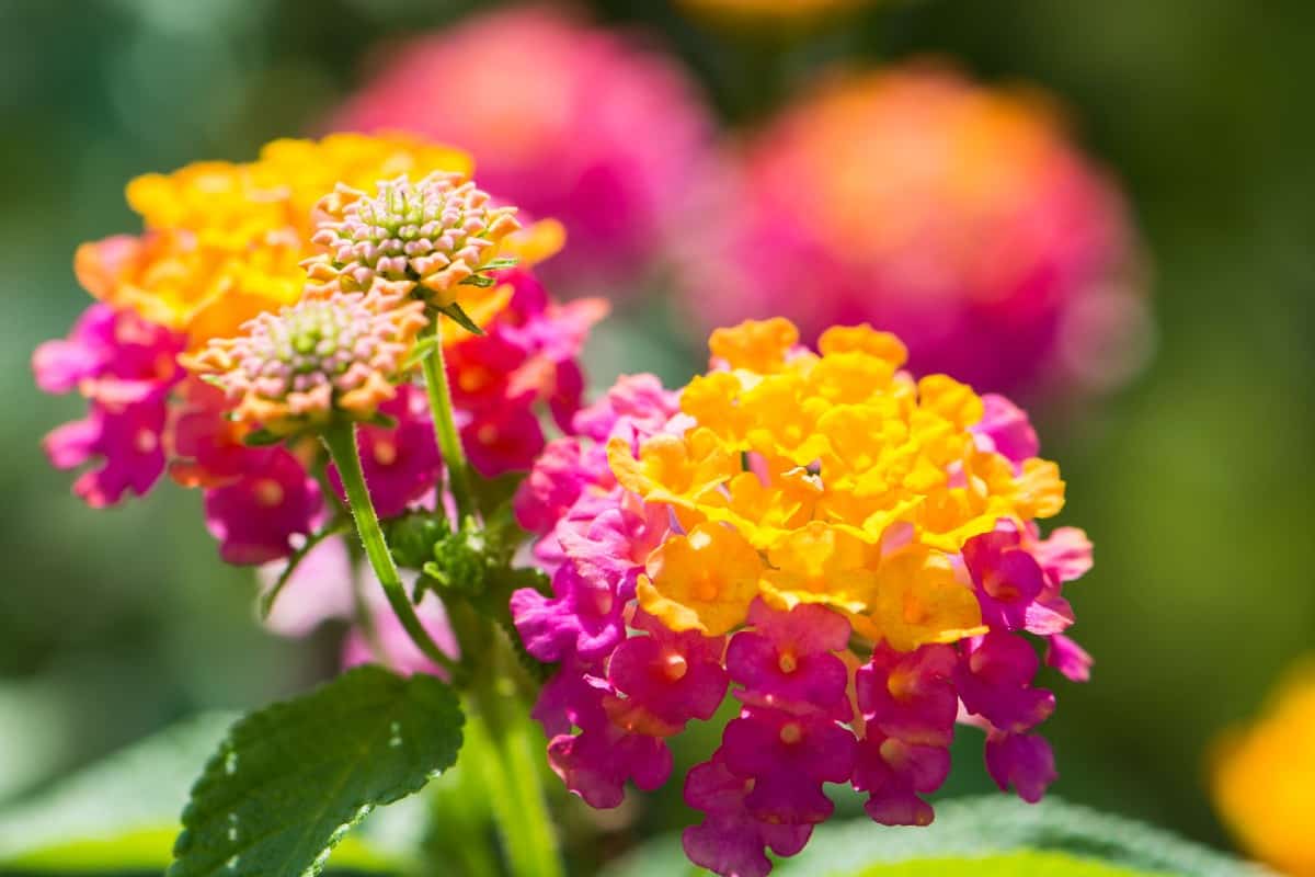 Lantana can take all the heat and drought you throw at it.