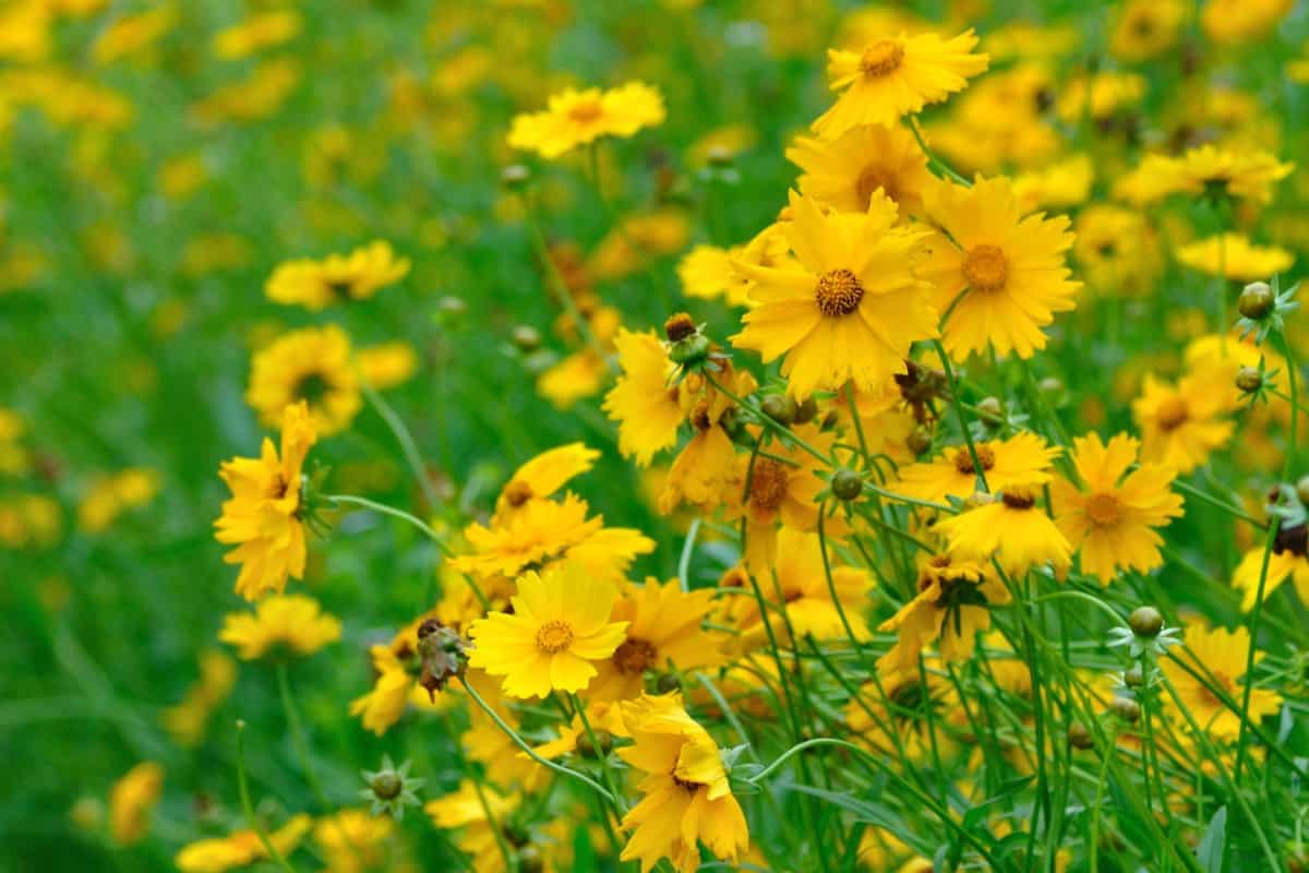 The large-flowered tickseed is a low-maintenance, self-seeding flower.