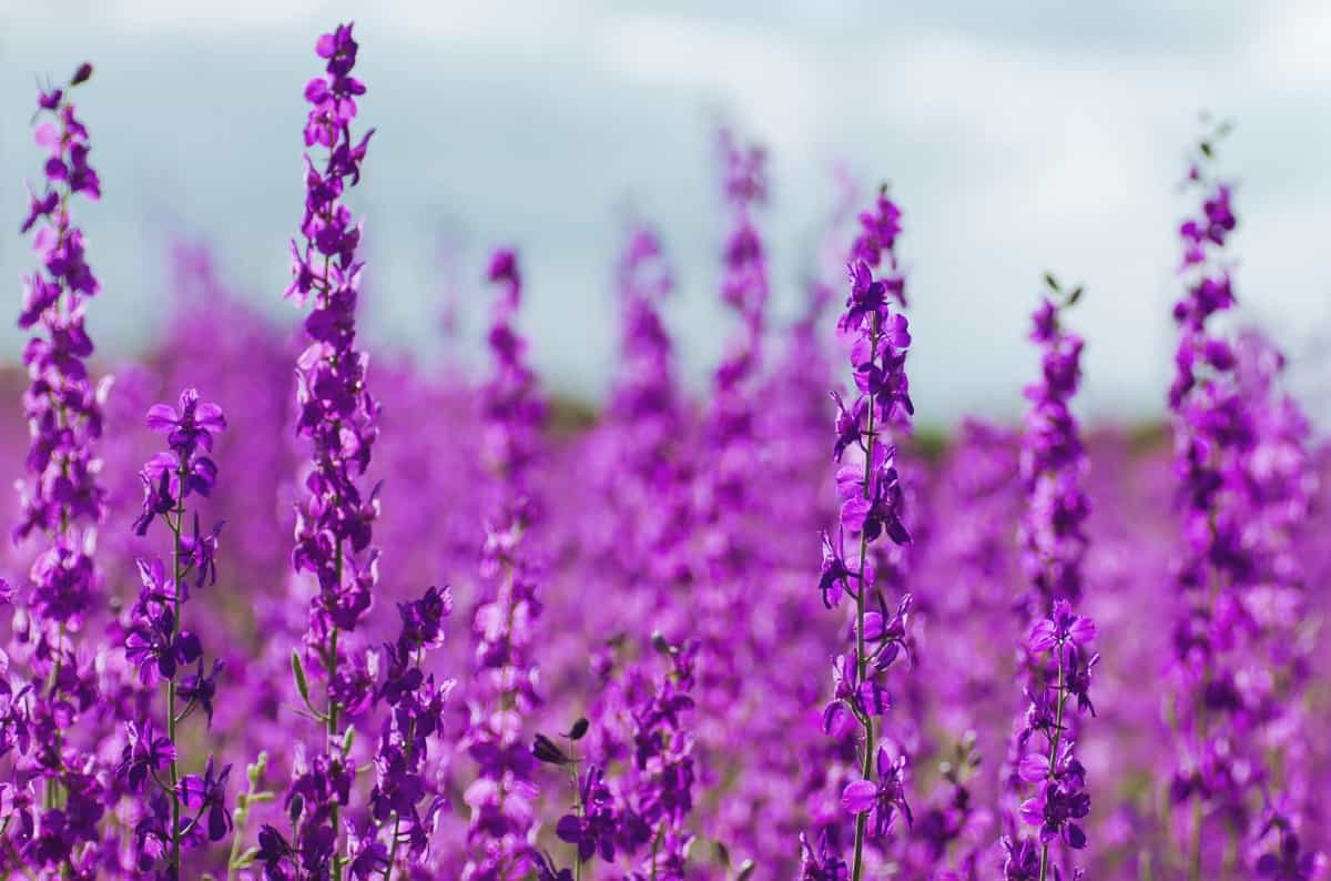 Larkspur is best known for its colorful blooms.