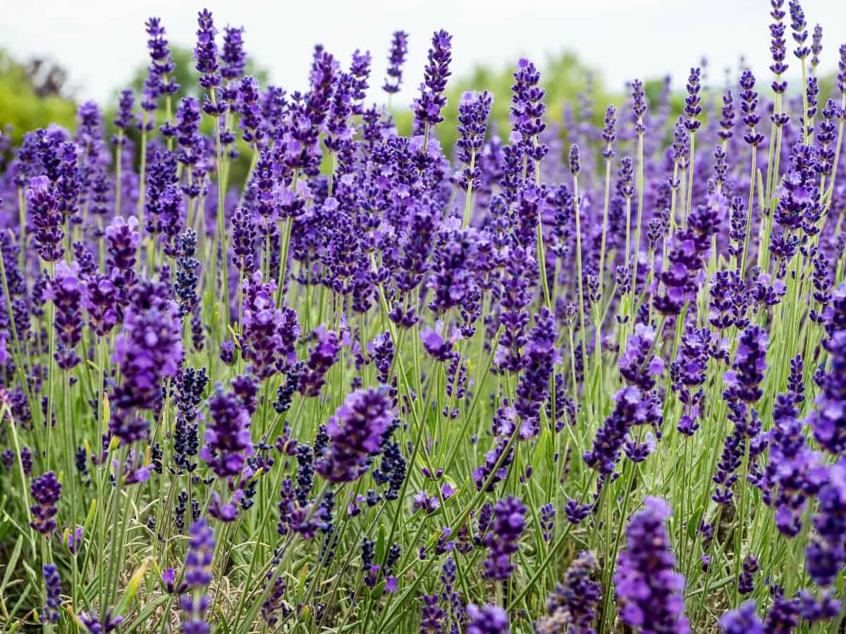 Lavender is a grayish-green herb that has a relaxing smell.