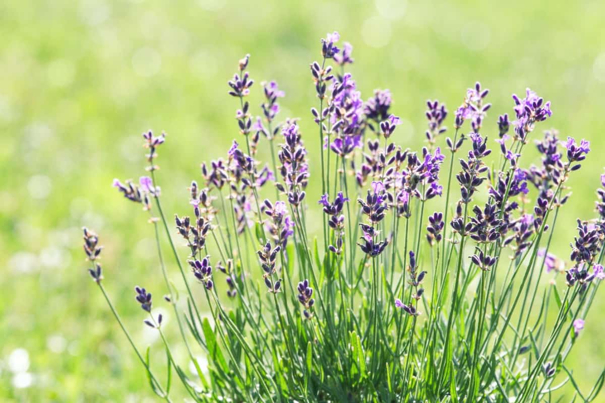 Lavender is ideal for natural pest control.