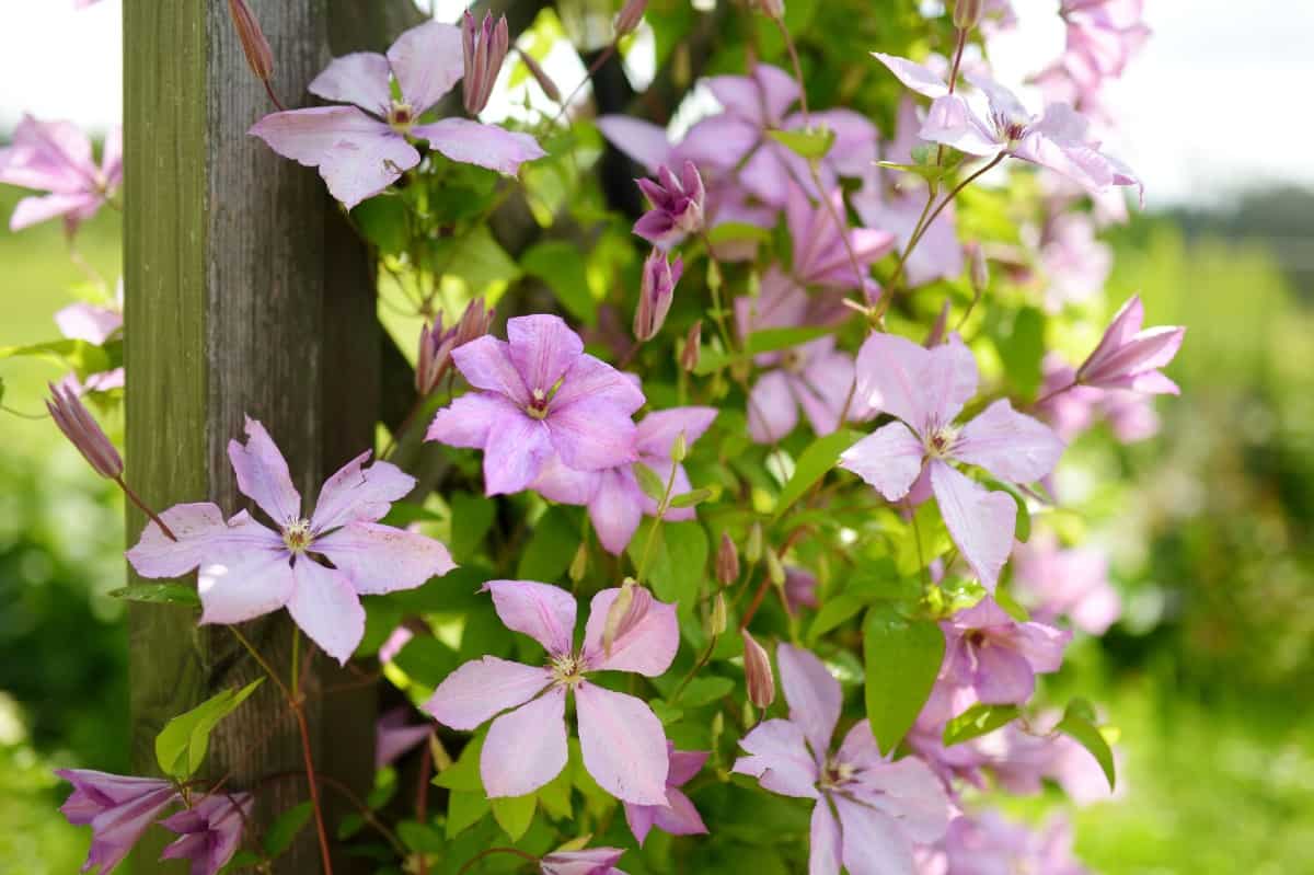 Deer are not fond of the leather flower or clematis.