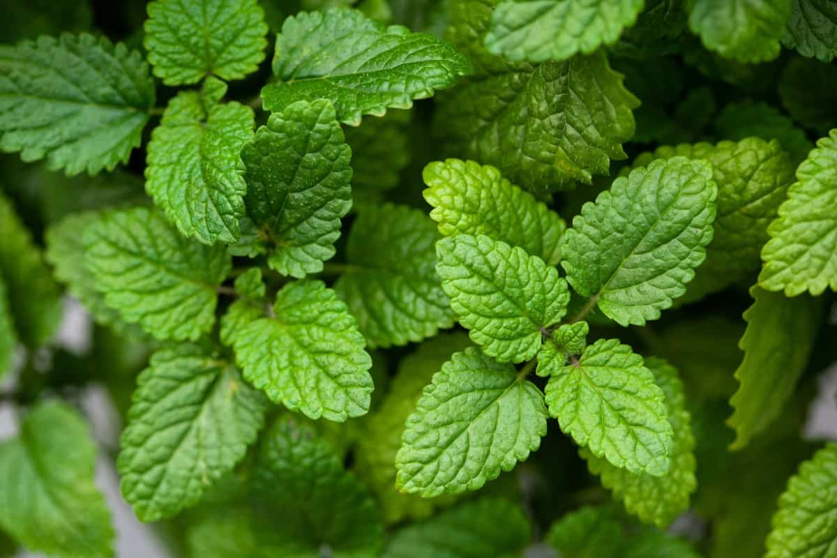 Lemon balm is an herb that repels mosquitoes.