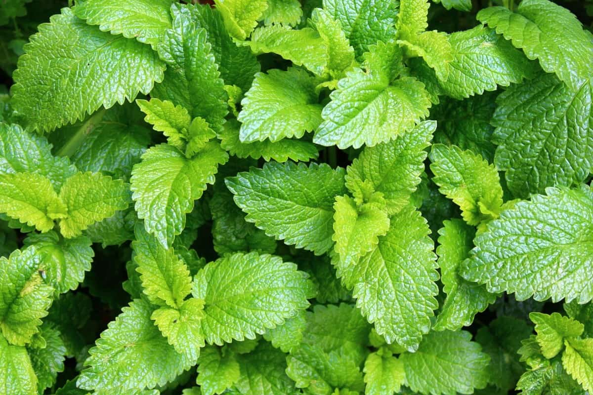 Lemon balm is an herb often used in aromatherapy.