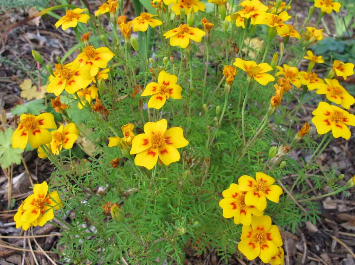 The lemon gem marigold is a fast growing plant.