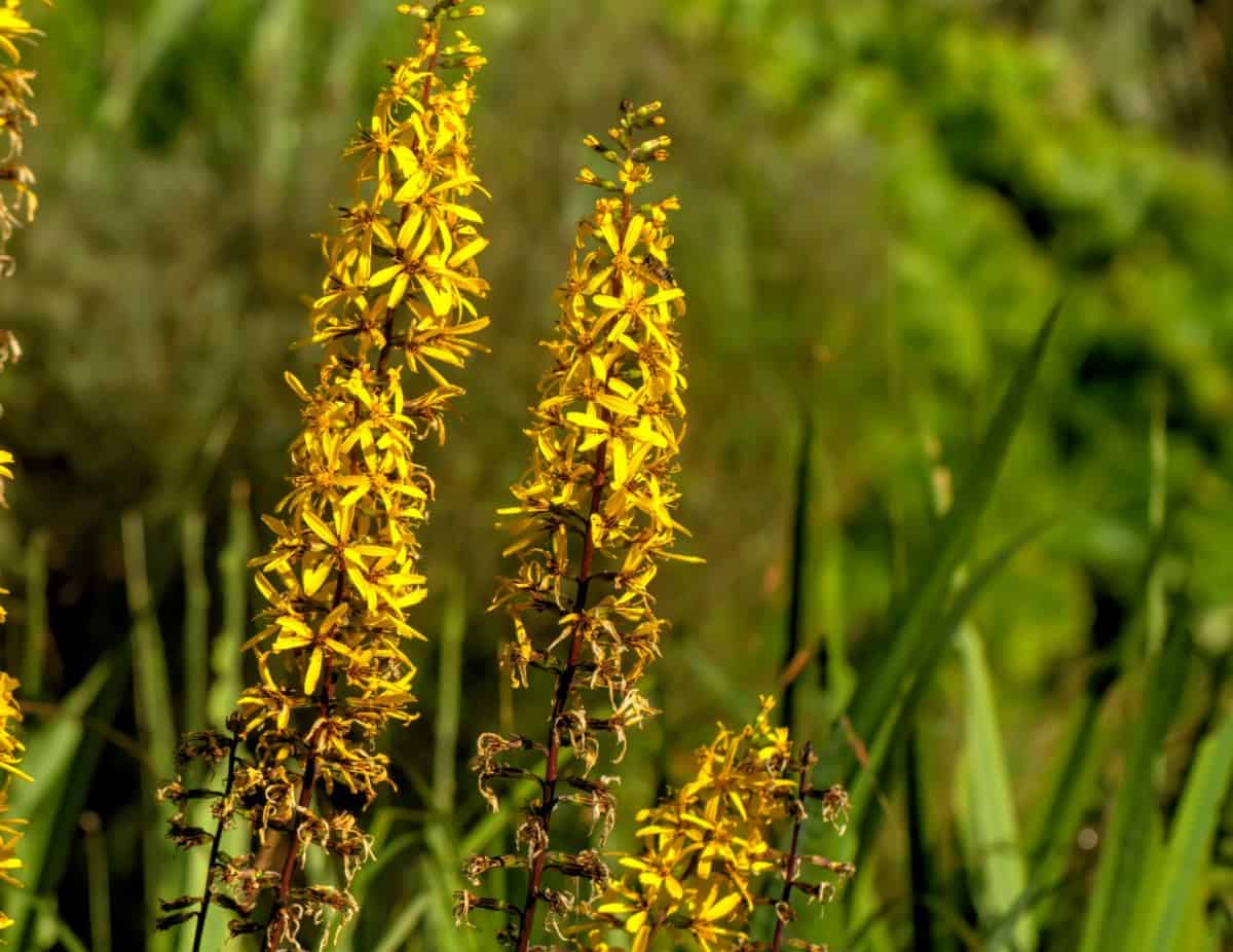 Leopard plants love marshy, boggy soil.