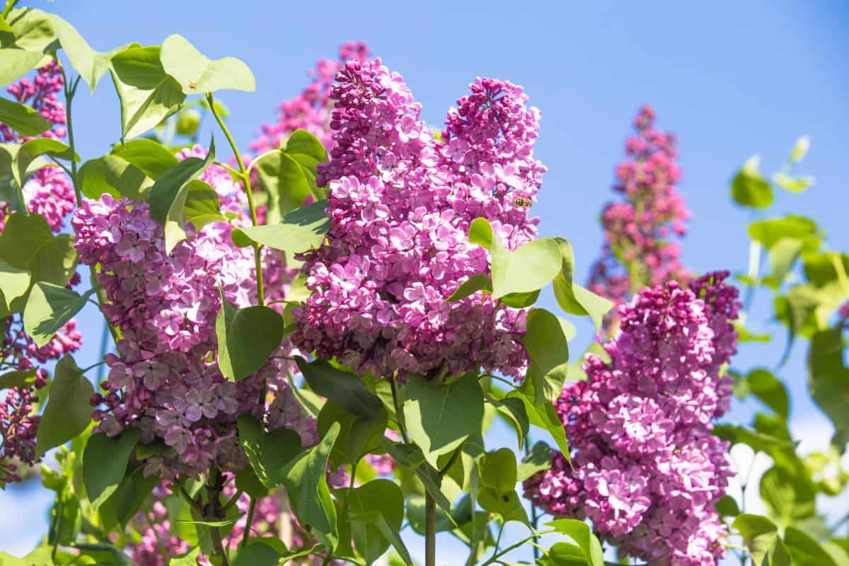 Lilacs have a delightful aroma when in bloom.
