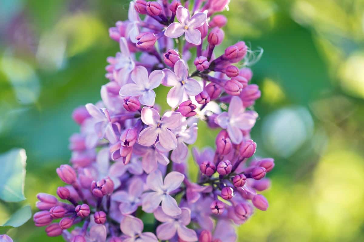 Lilacs are long-blooming shrubs.