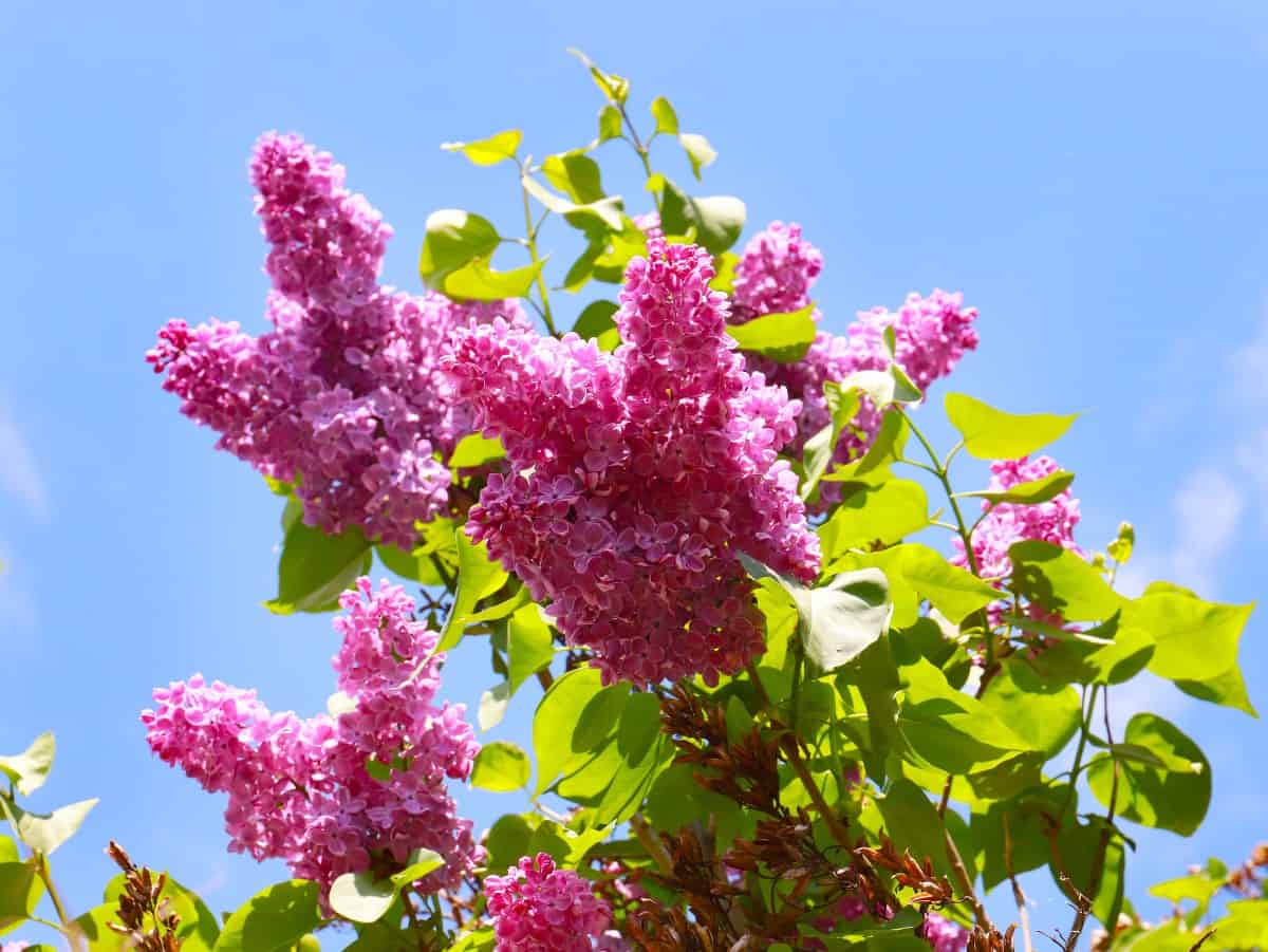 Lilacs typically bloom in late spring.