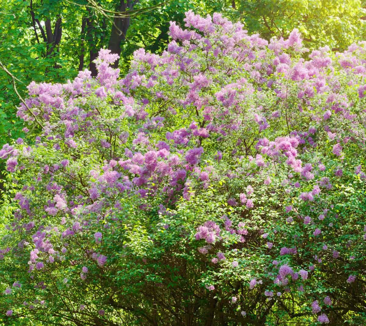 Lilacs have sweet-smelling flowers.