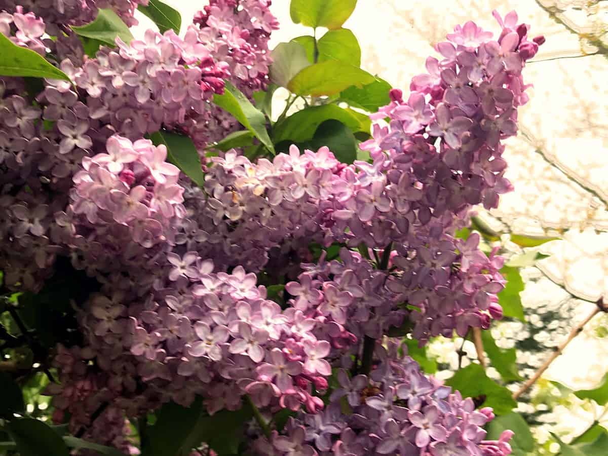 Lilacs are highly fragrant flowering shrubs.