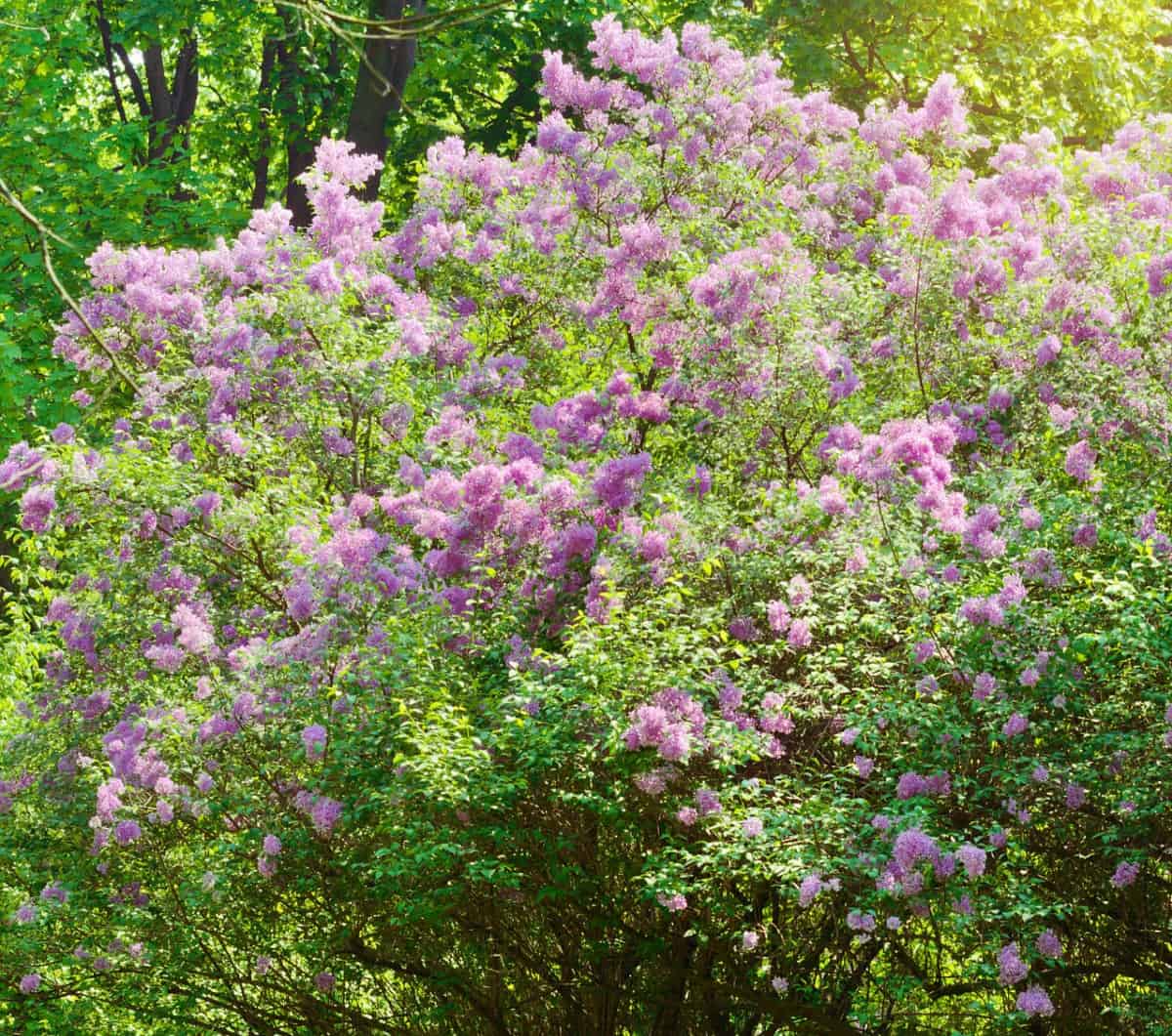 Lilacs add a delightful fragrance to any yard.