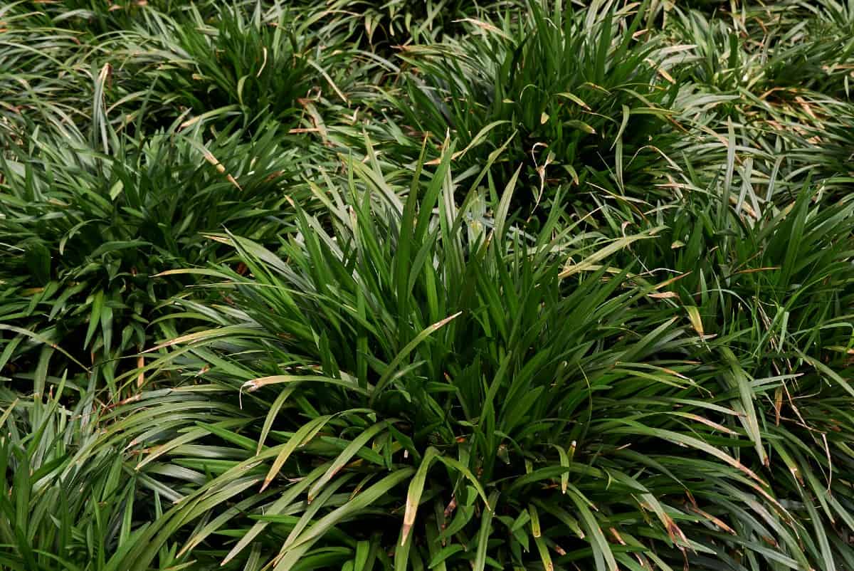 Lilyturf or monkey grass is a popular edging plant.