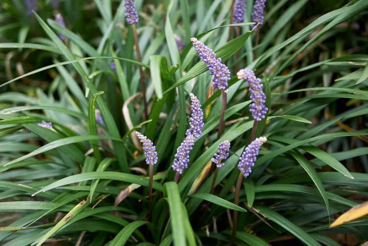 Lilyturf is also known as monkey grass or liriope.