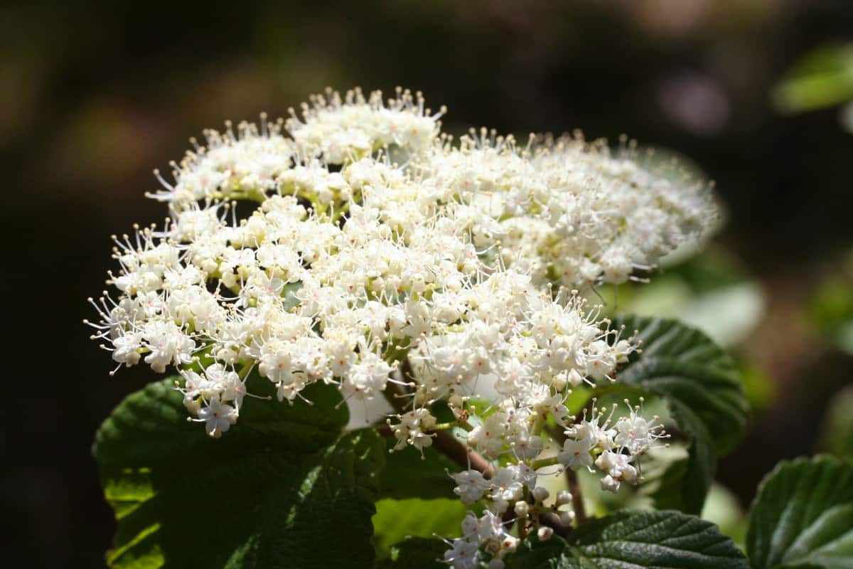 Linden arrowwood is also called cardinal candy because of its berries.