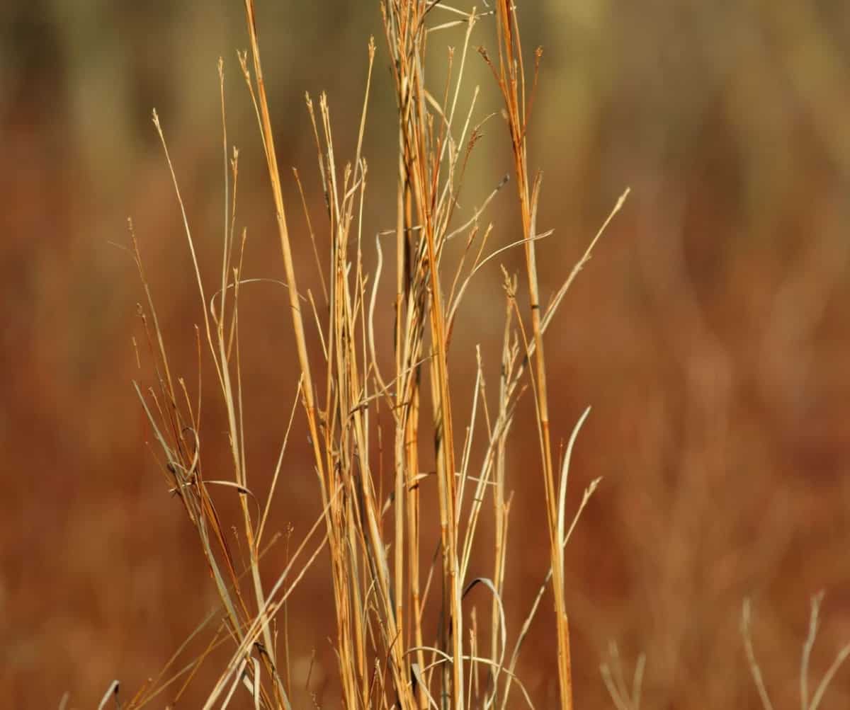 Little bluestem is one of the grasses that stays on the smaller side.