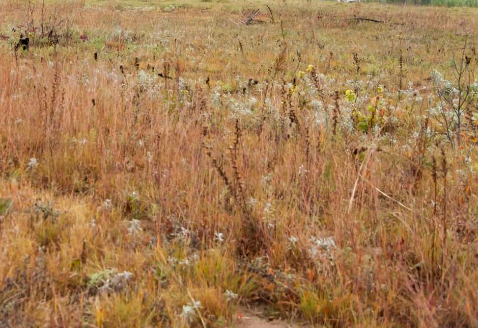 Little bluestem is a highly drought-tolerant ornamental grass.
