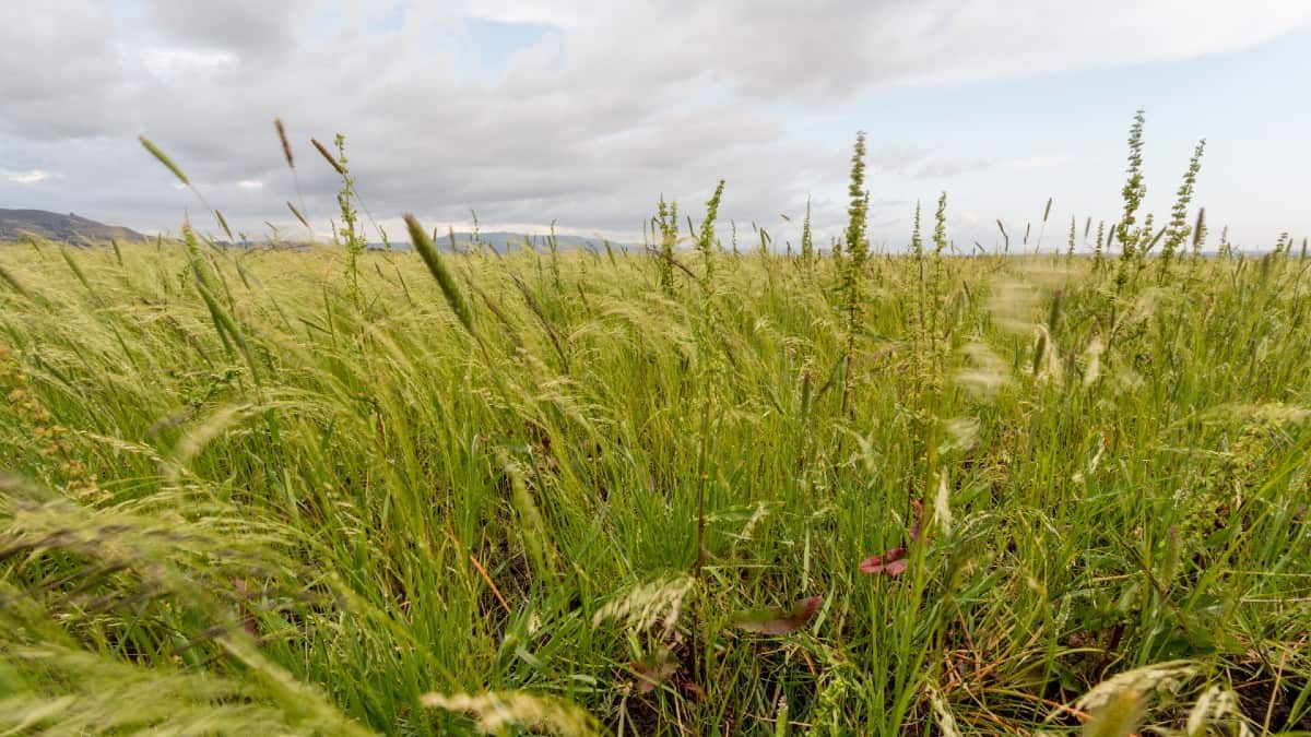 Lovegrass is highly tolerant of the desert landscape.