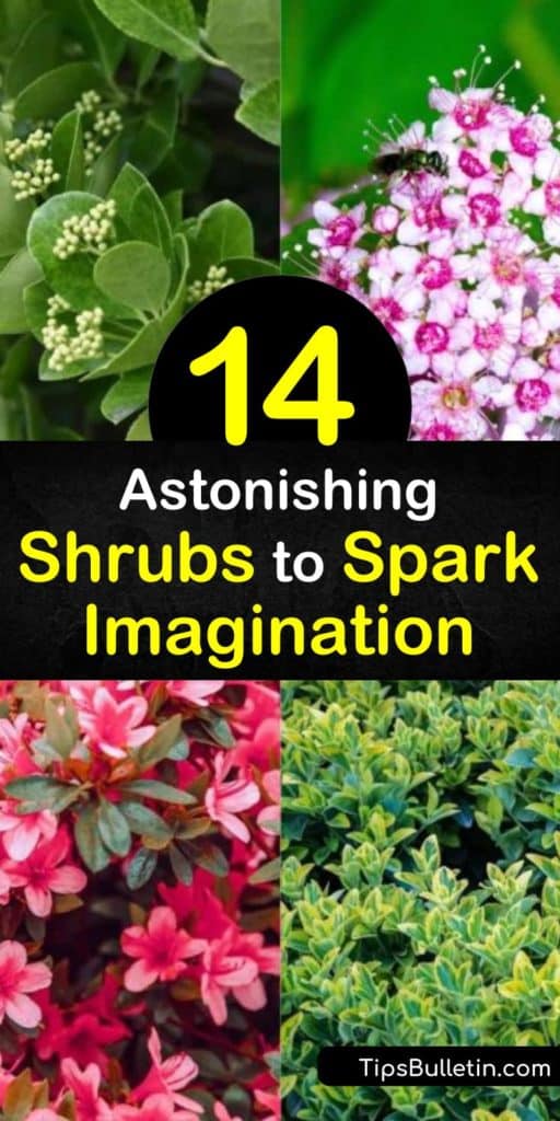 Add these low growing shrubs to your garden to fill in empty spaces and gaps between flowers. Plant stunning azalea and hydrangea bushes along the border of your home to create eye-catching displays. Use petite hedging plants and boxwood shrubs to create a unique landscape. #low #growing #shrubs