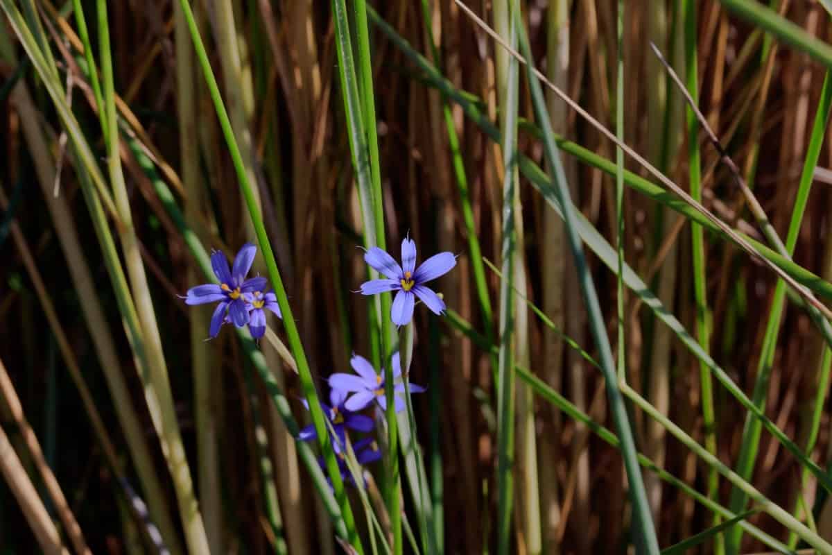 Lucerne blue-eyed grass is a wildflower grass that is a member of the iris family.