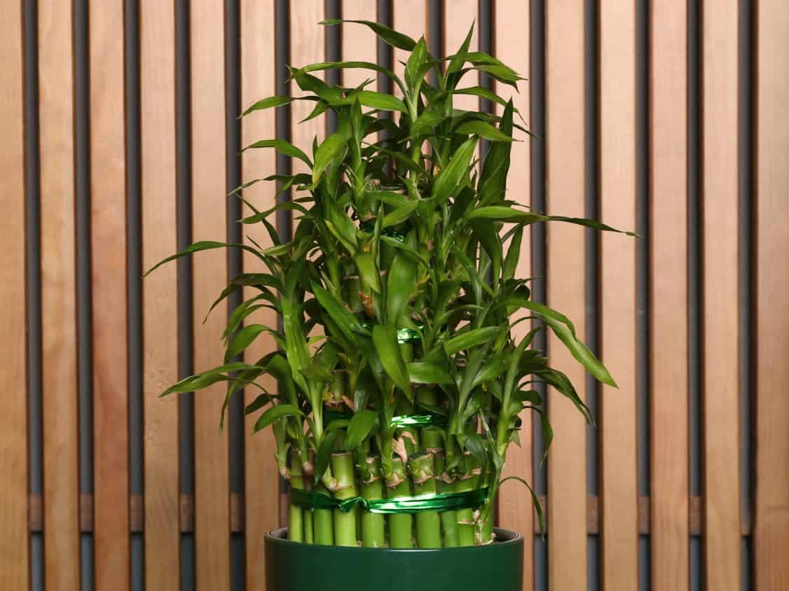 Lucky bamboo grows in water rather than in soil.