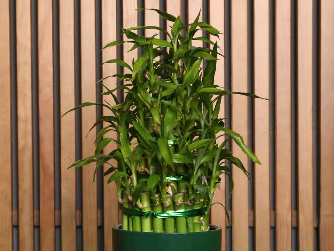 Lucky bamboo grows in water rather than in soil.