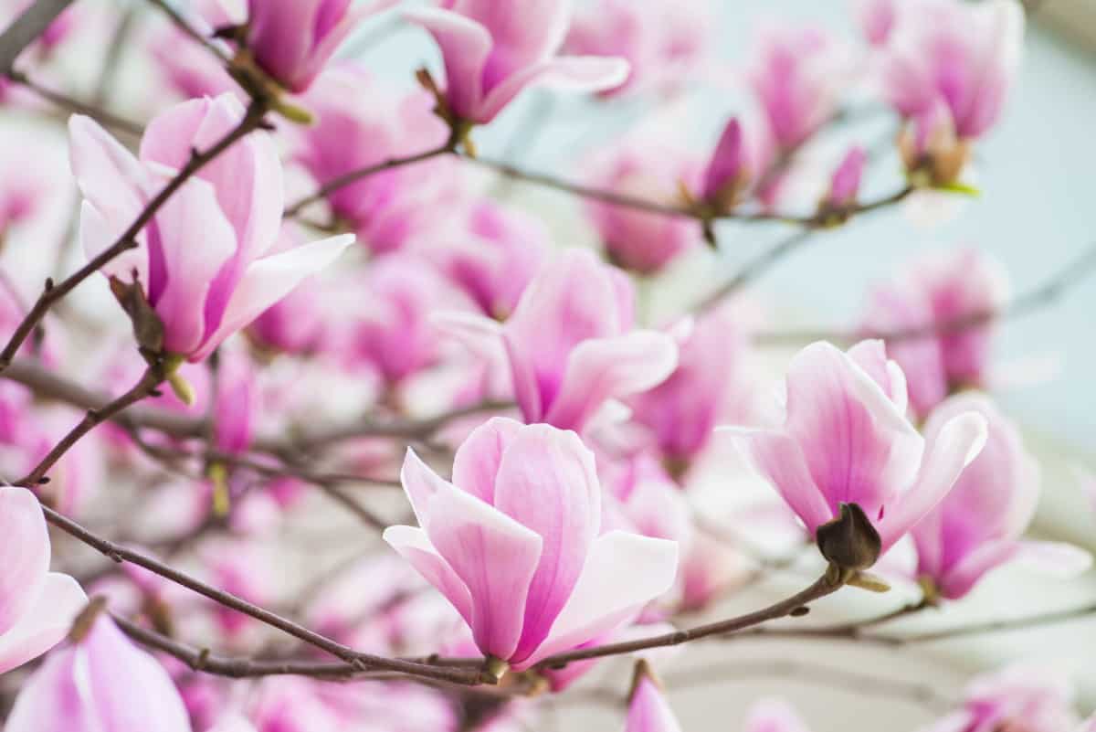 Magnolias are large ornamental trees.