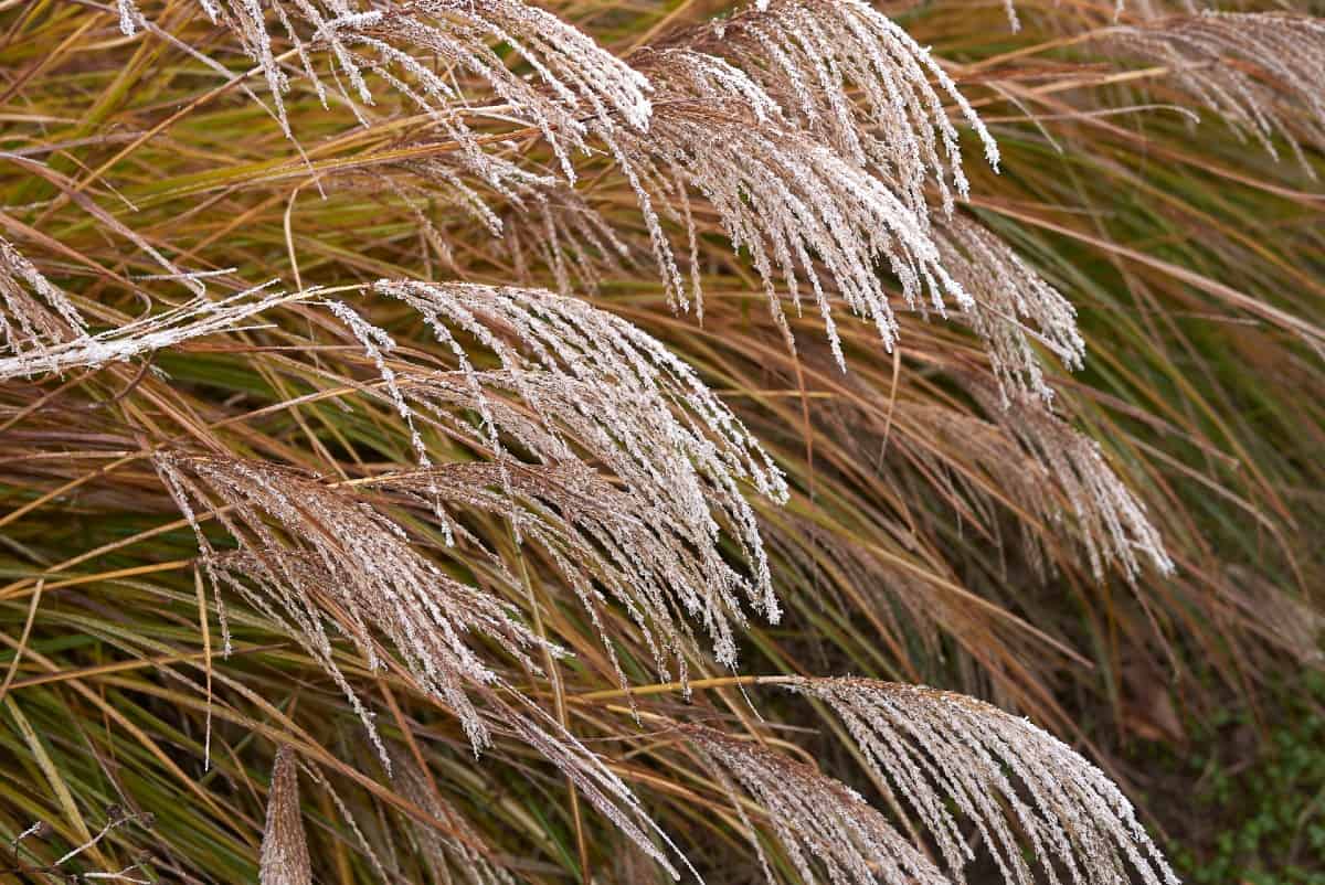 Maiden grass is a taller "short" grass that is quite hardy.