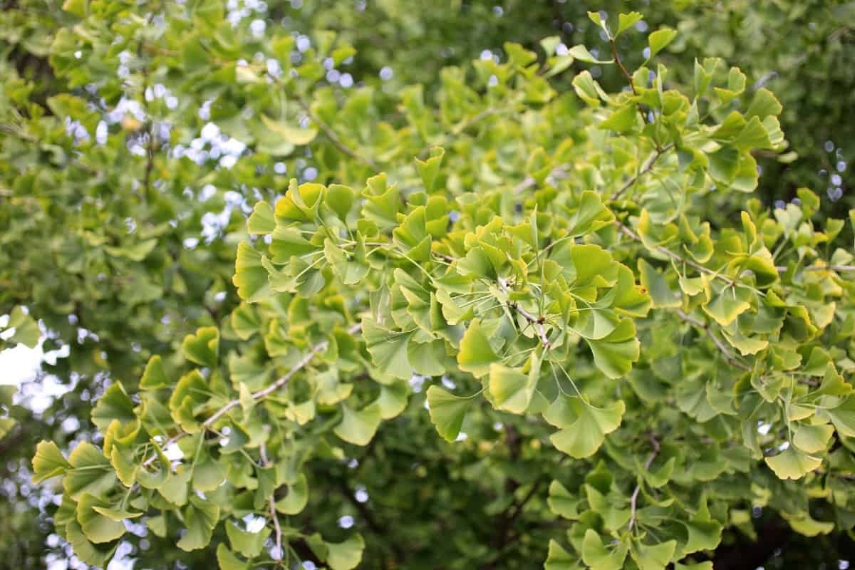 The maidenhair tree or gingko biloba has yellow foliage in fall.