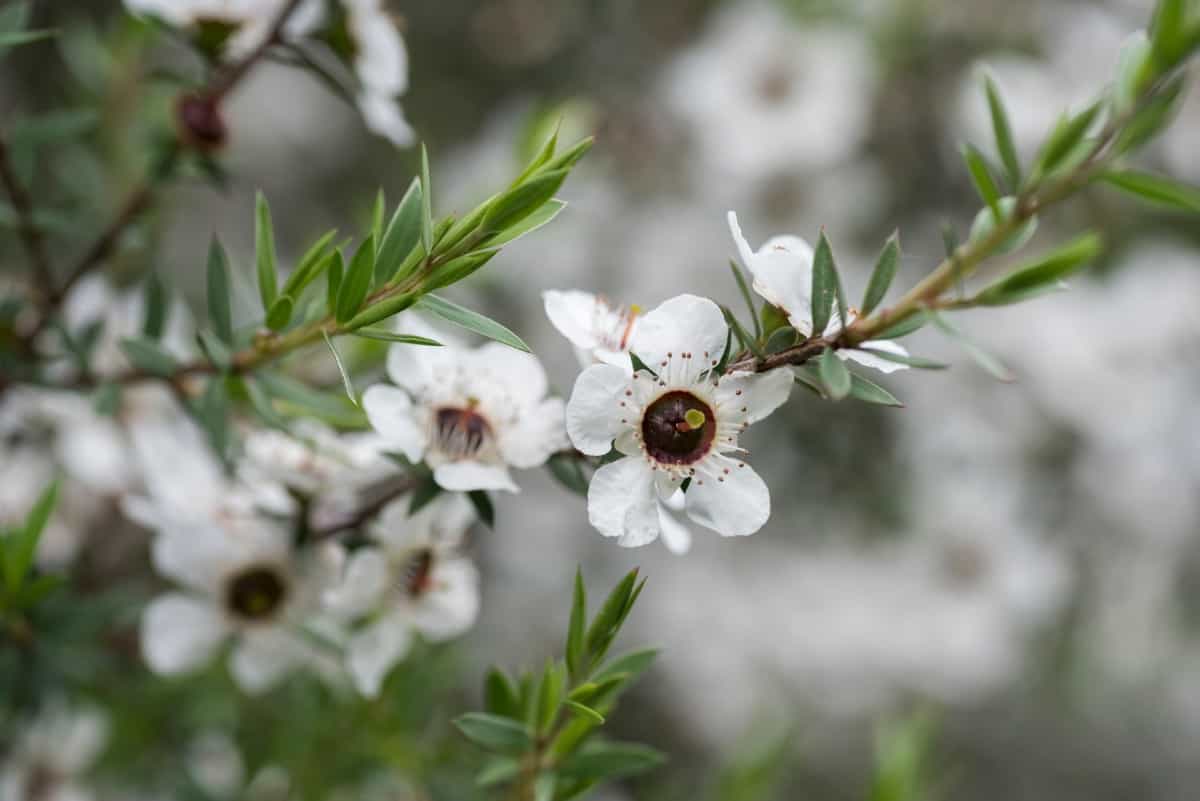 Bees make delicious honey from the Manuka tree flowers.