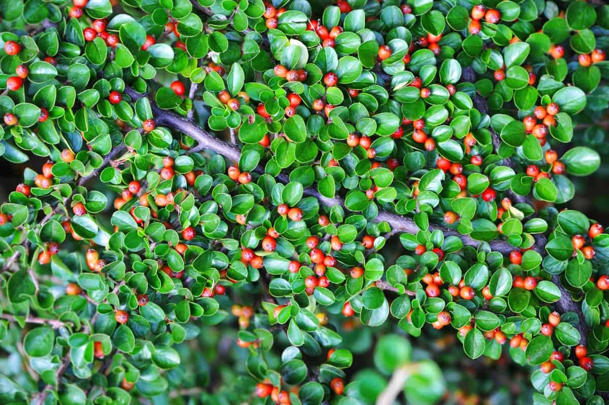 The many-flowered cotoneaster doesn't require pruning.