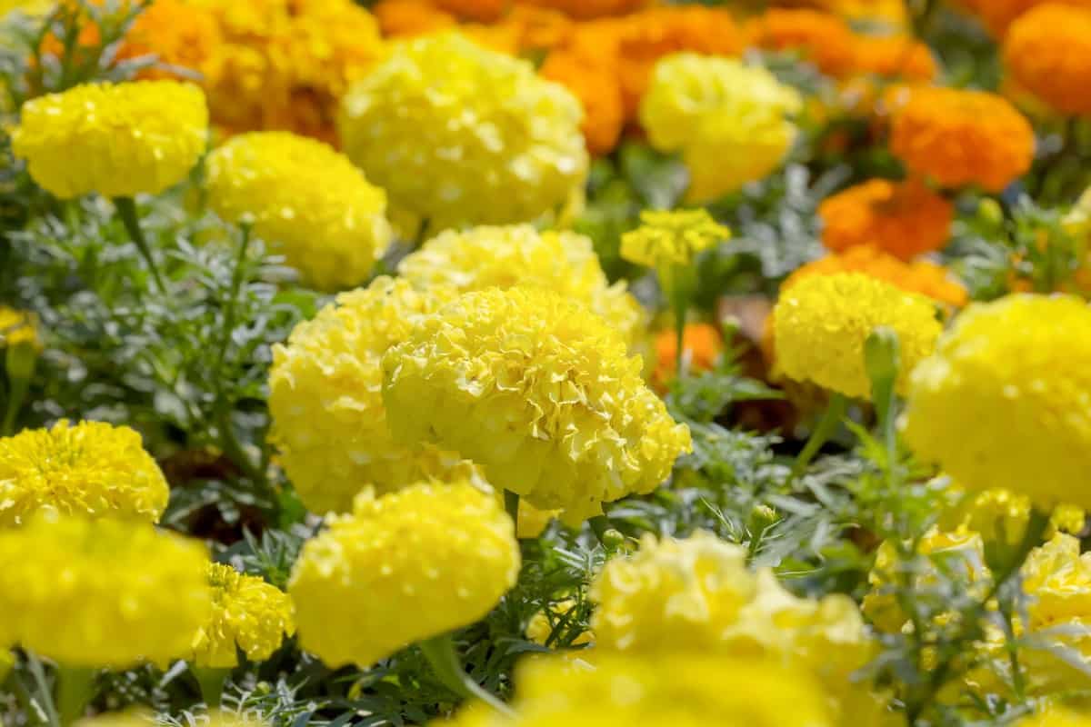 Marigolds have a long blooming season.