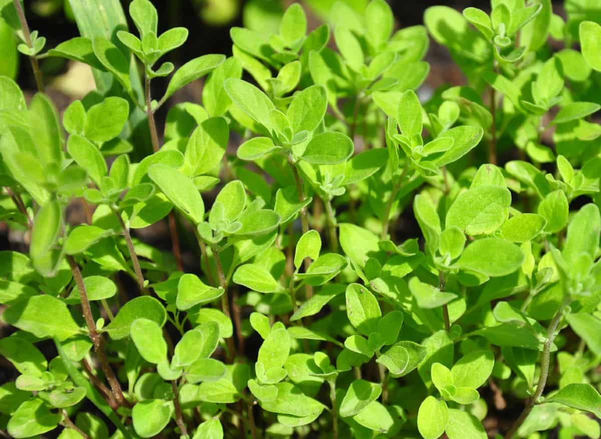 Grow marjoram in fall to have herbs for the winter.