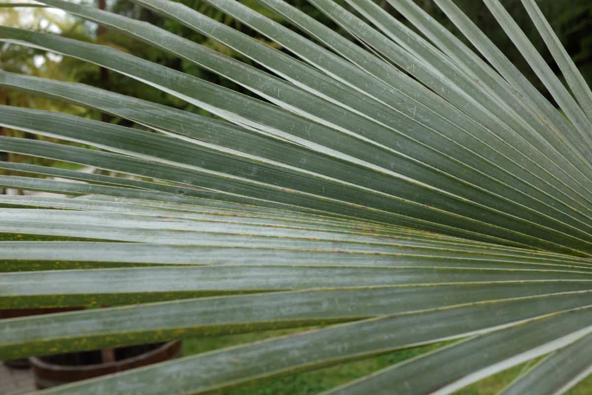 The Mexican blue palm is easily recognized for its blue leaves and yellow flowers.