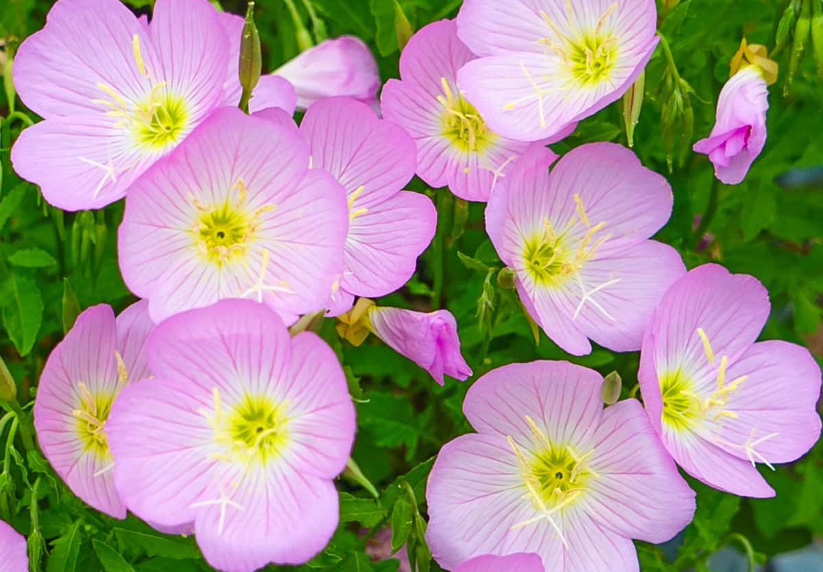 The pink flowers of the Mexican evening primrose bloom at night.