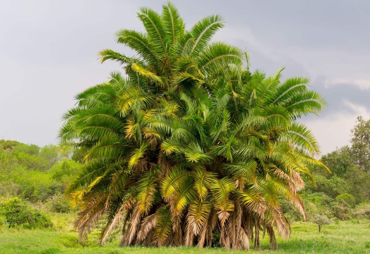 The Mexican fan palm is a fast grower.