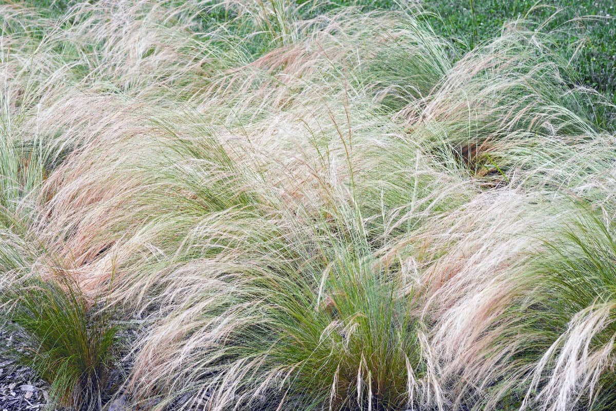 For a low maintenance grass, plant Mexican feather grass.