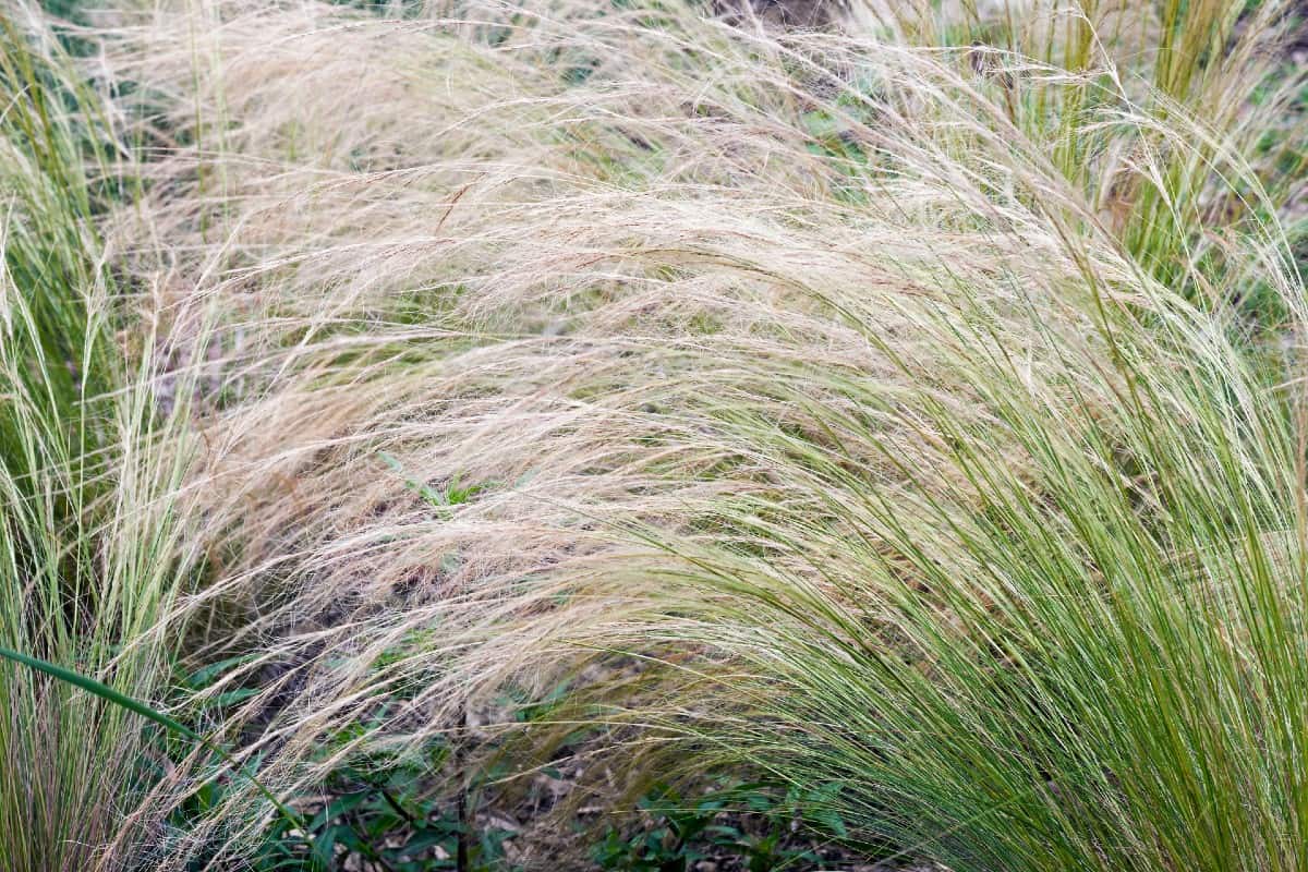 Mexican feather grass is an ornamental with white flowers.