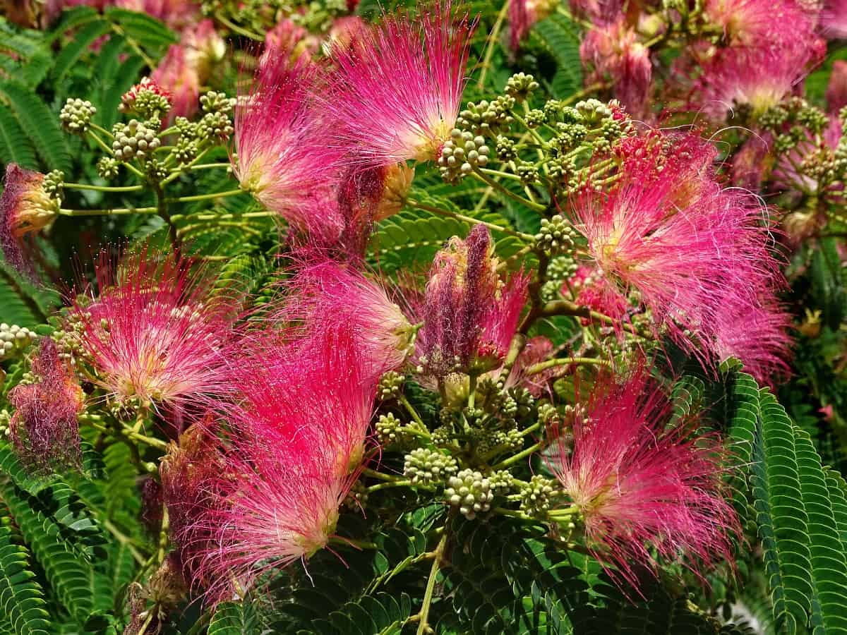 Mimosa trees add an unusual tropical flair to the yard.