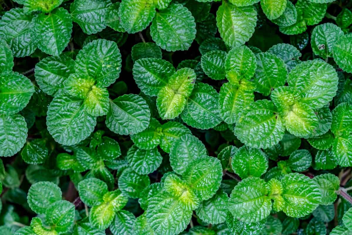 Mint is popular with people and pollinators alike.