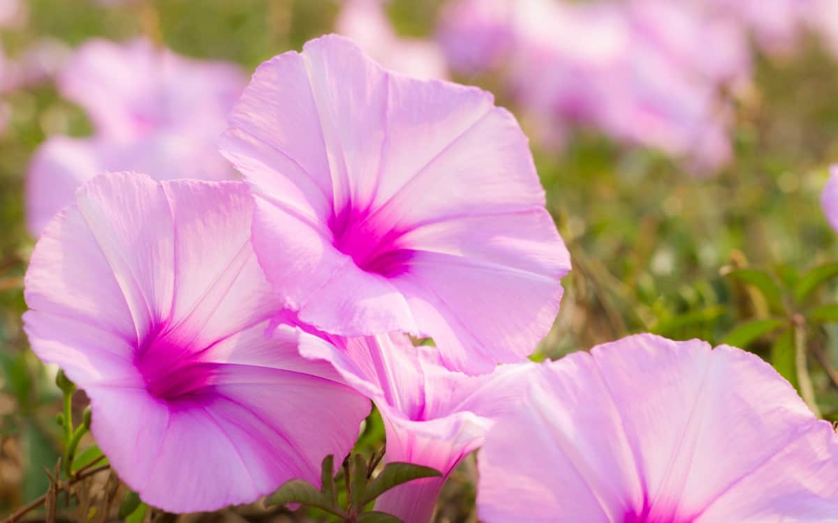 Morning glories are annuals that like to climb.