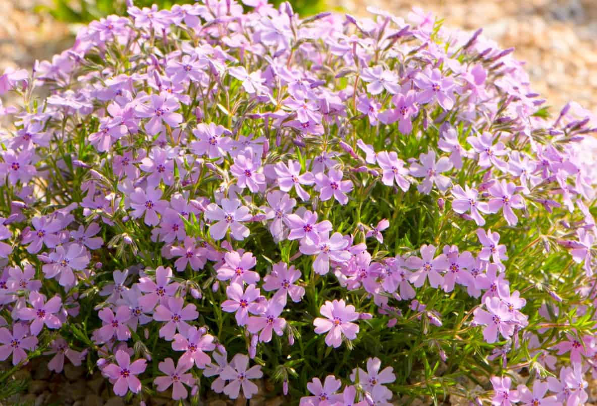 Moss phlox provides 4-season interest and color.