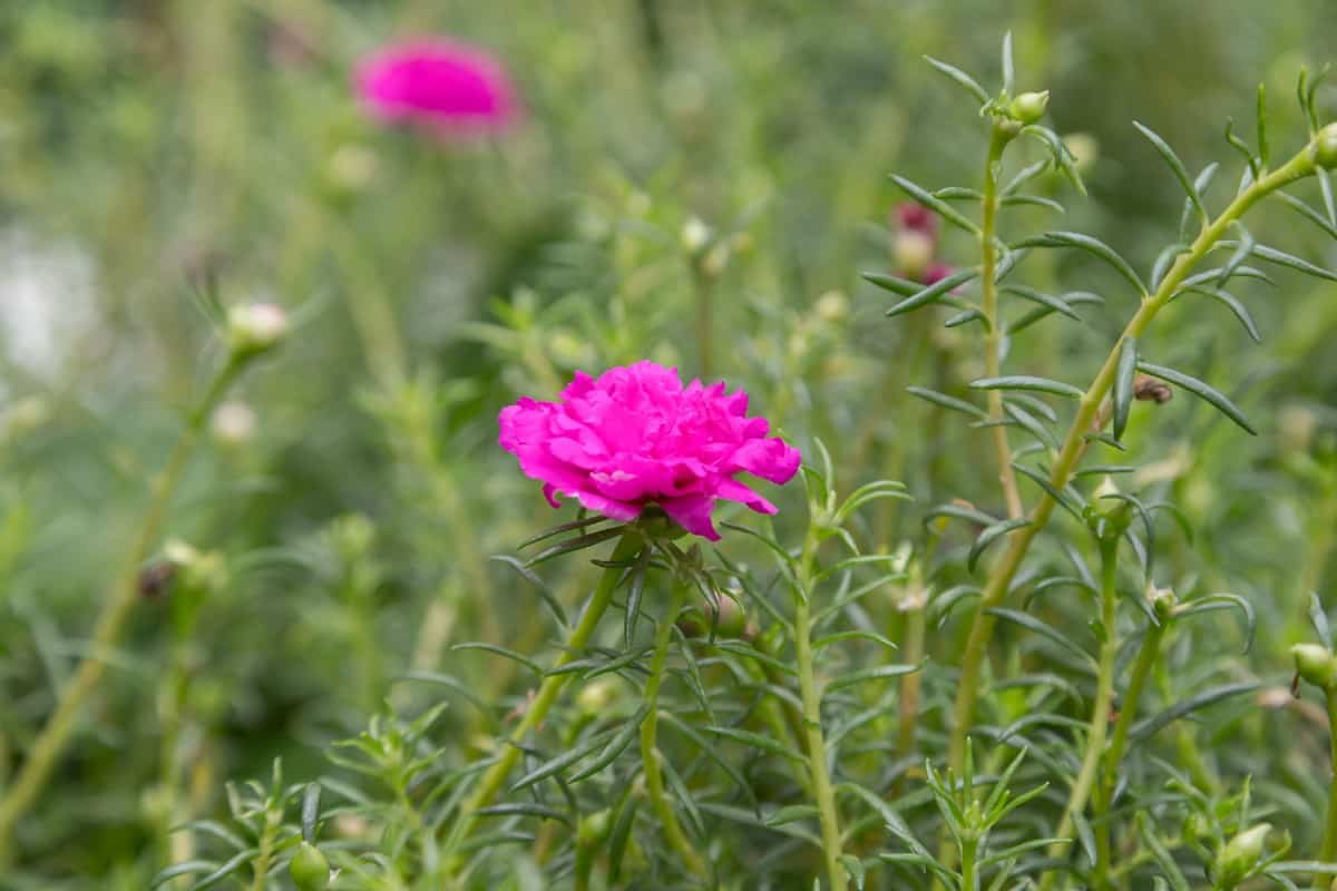 The moss rose is quite easy to grow.