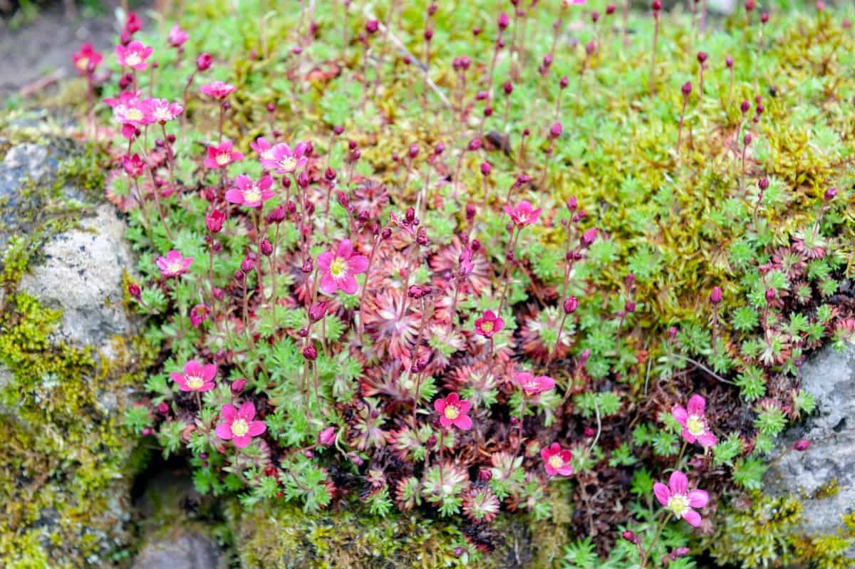 The flowers produced by mossy rockfoil are tiny.