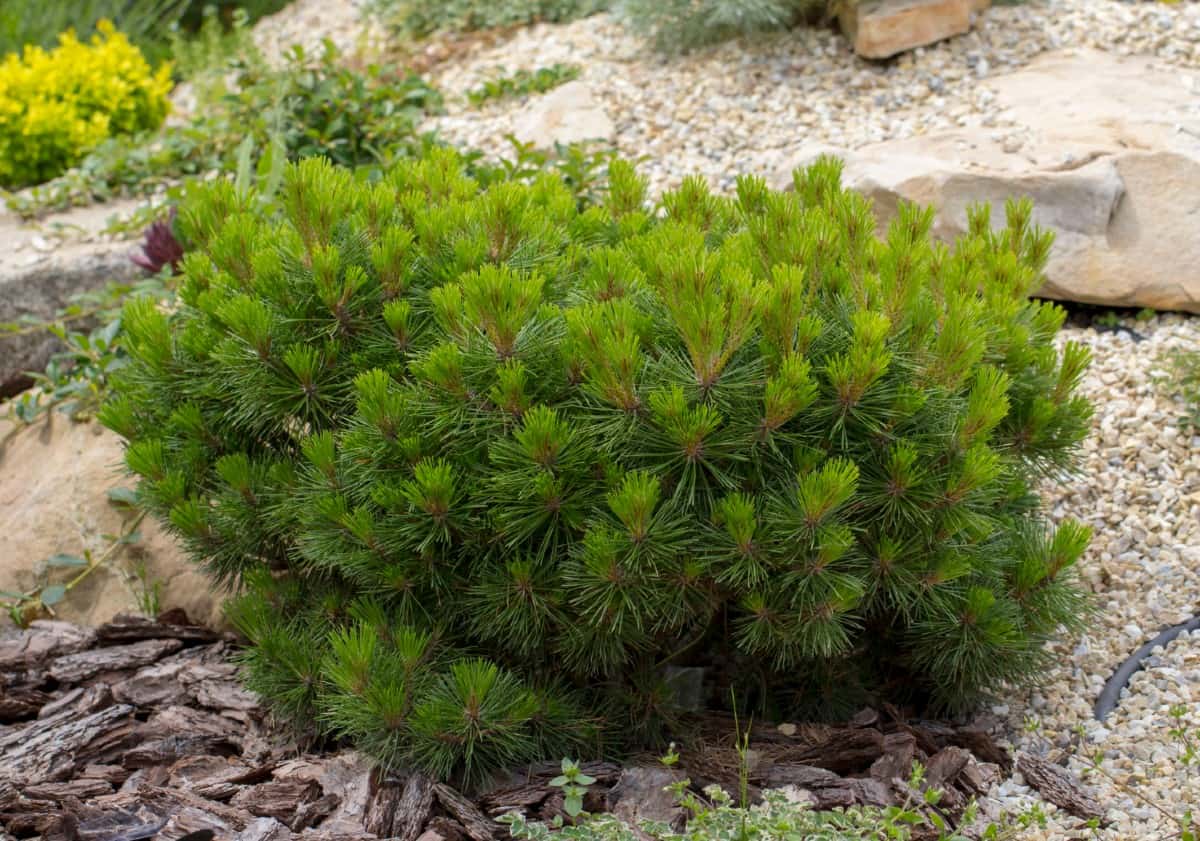 The mugo pine is a drought-tolerant evergreen tree that behaves like a shrub.