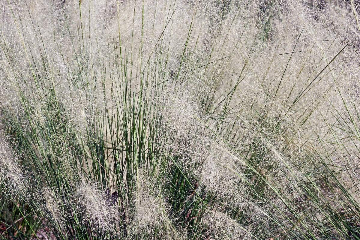 Muhly grass likes rocky and sandy soil.