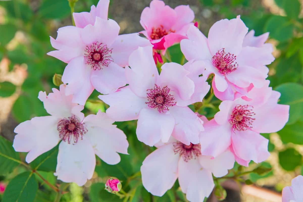 Multiflora roses form living fences a little too well.